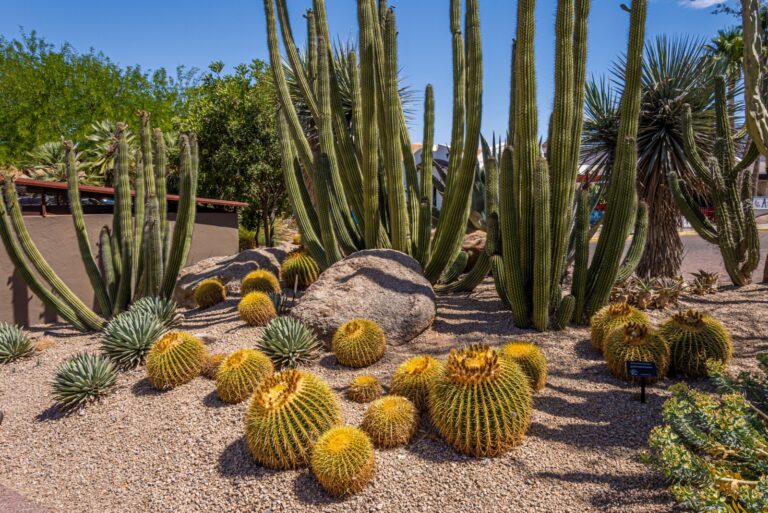 desert botanical garden arizona