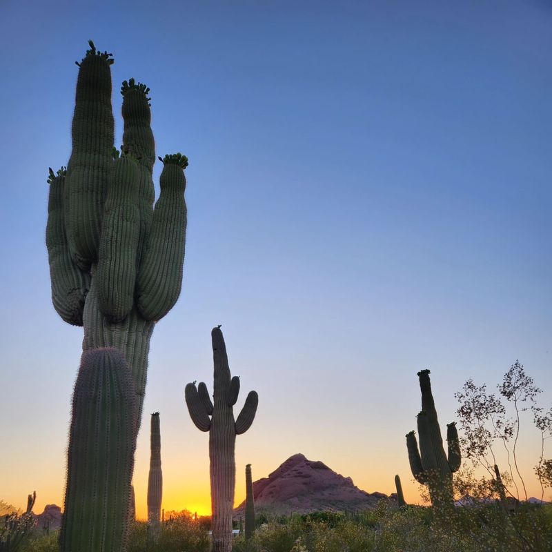 Saguaro Forest: Giants Of The Sonoran