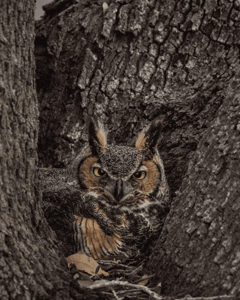 Great Horned Owls: Silent Night Hunters