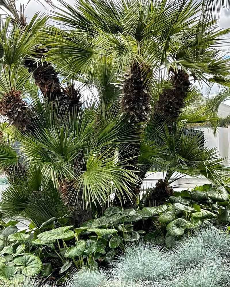Mediterranean Dwarf Palm