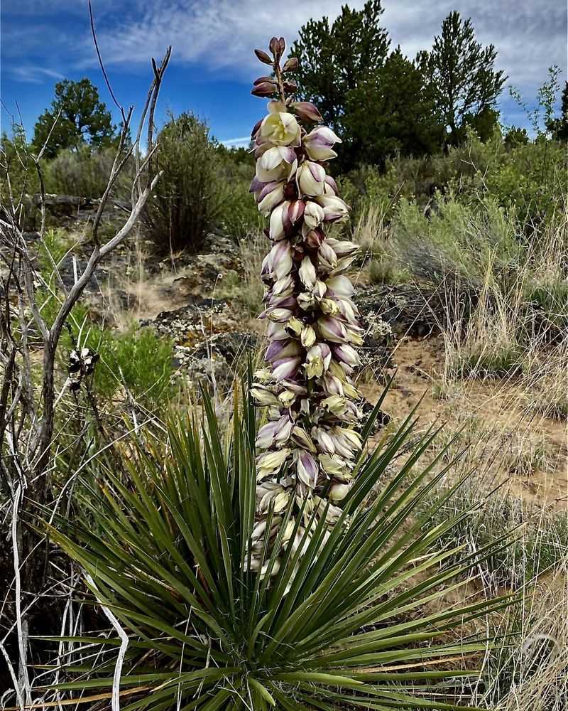 Yucca Flower
