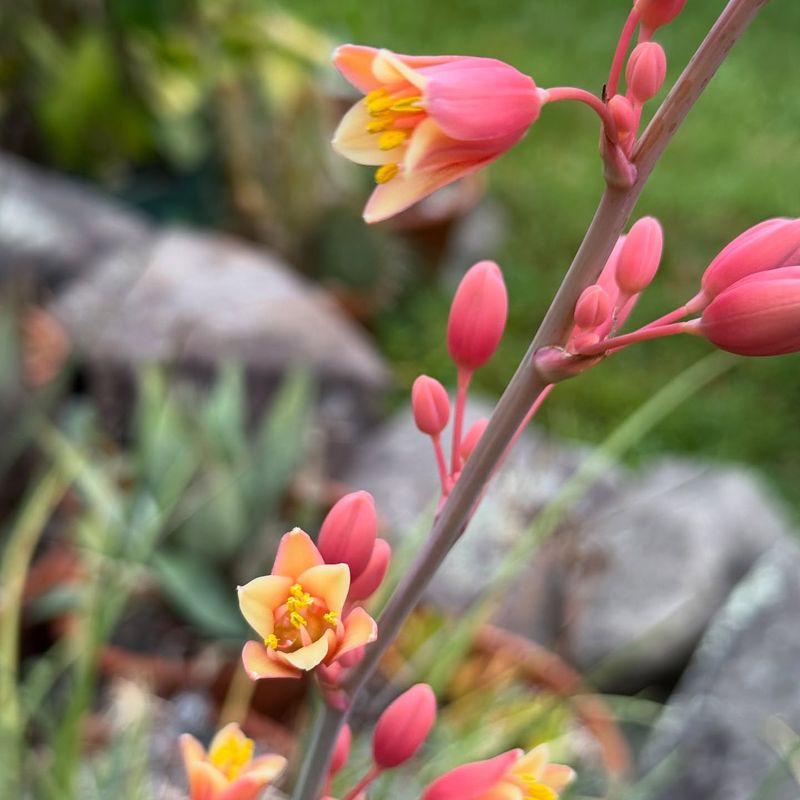 Red Yucca