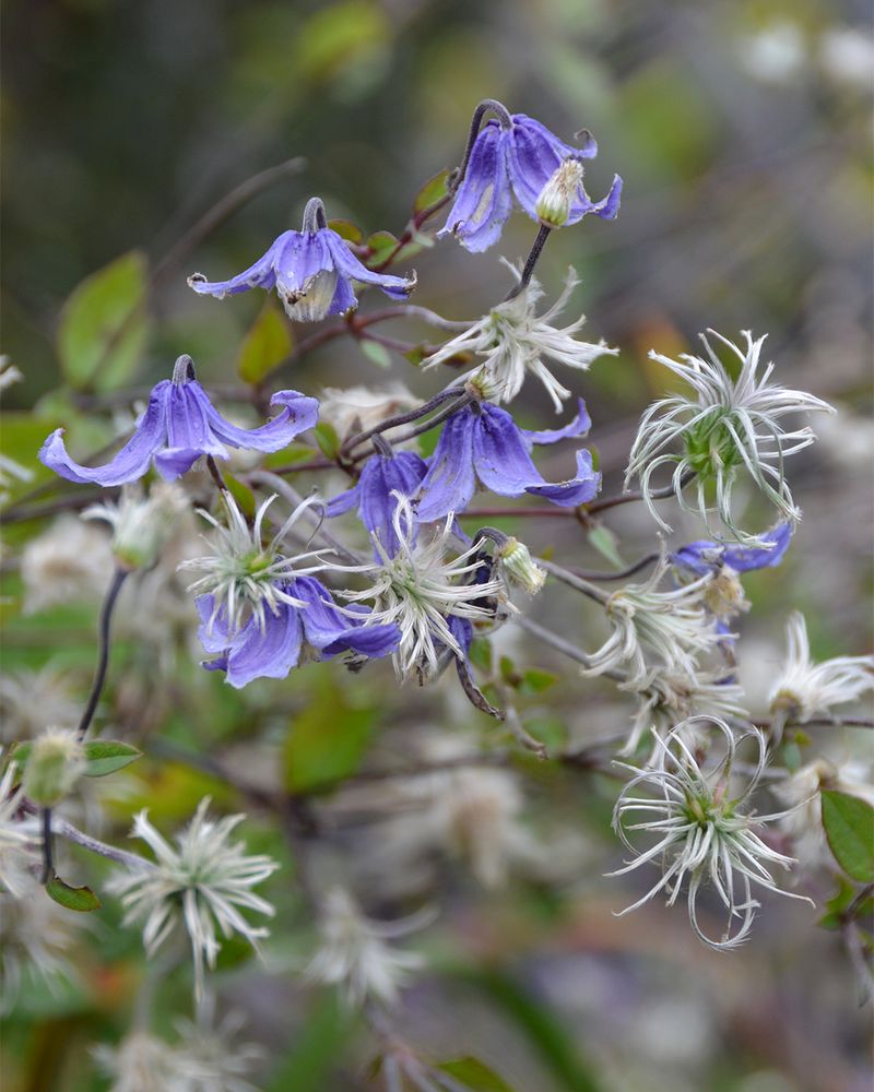 Trailing Indigo Bush