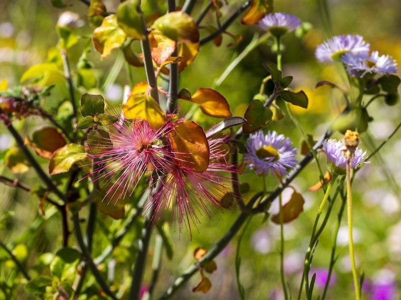 Goodding's Verbena