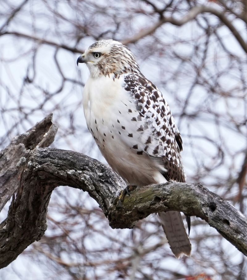 Red-Tailed Hawks: Soaring Suburban Predators
