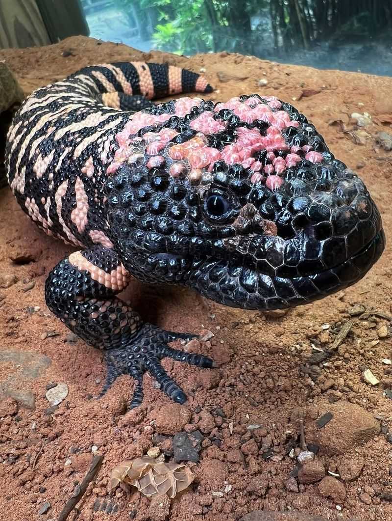 Gila Monster