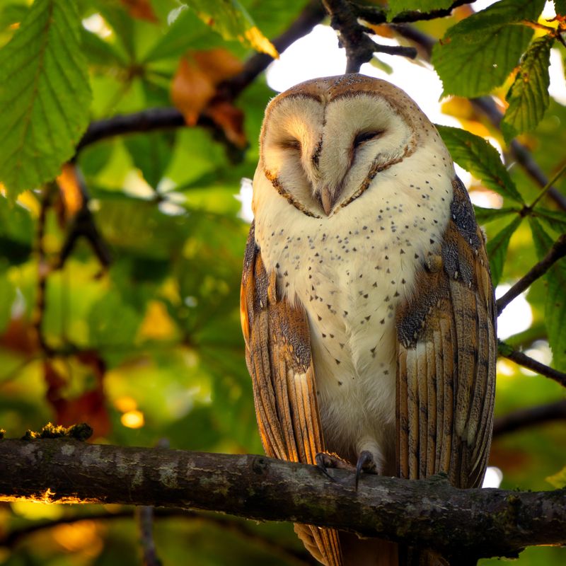 Barn Owls: Ghost-Faced Rodent Controllers