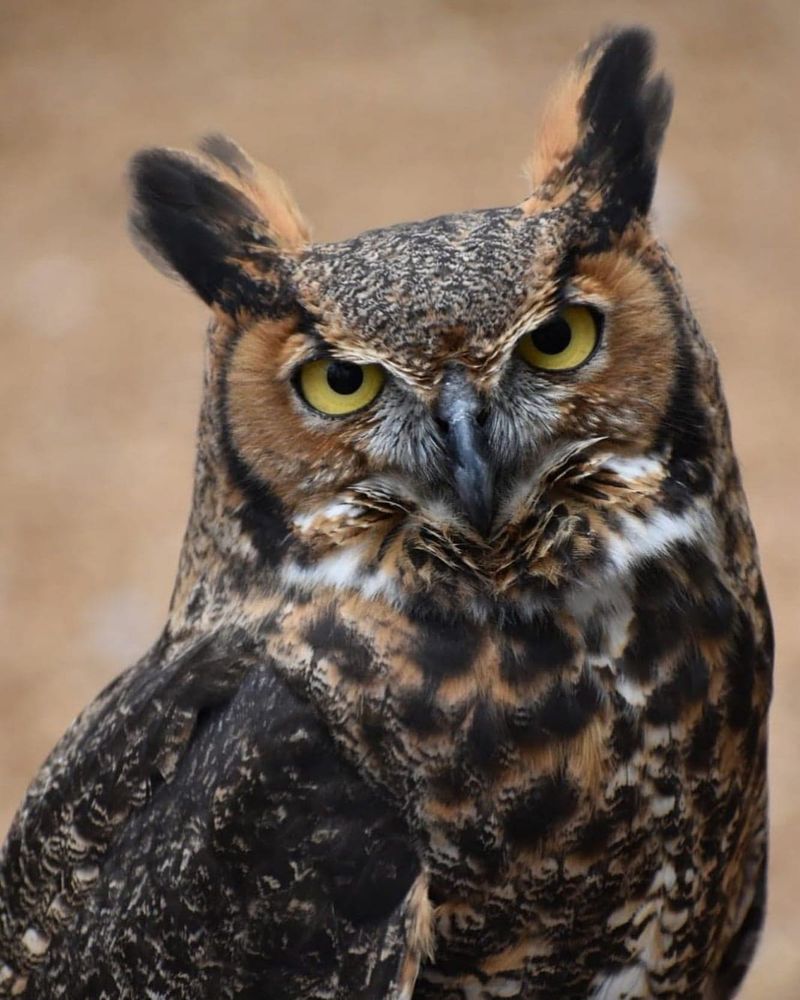 Great Horned Owls: Nocturnal Masters Of Mesa Neighborhoods