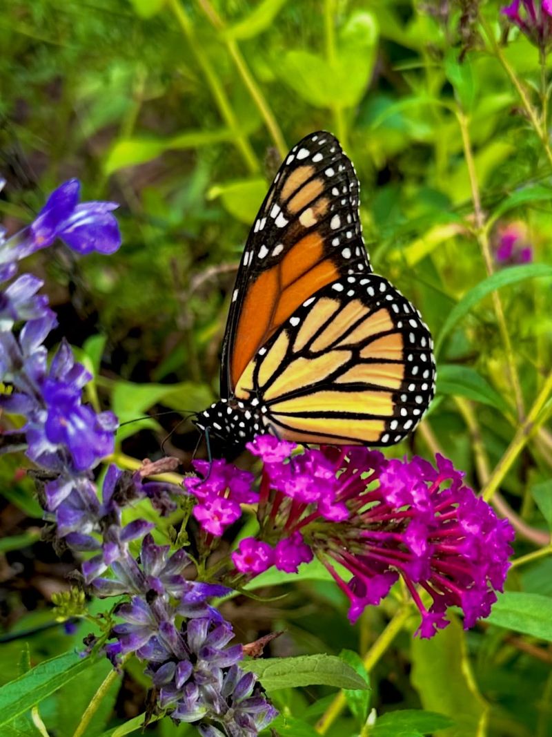 Craft A Wildlife-Friendly Habitat