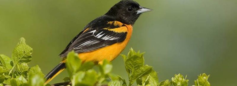Preparing Your Yard For Next Year's Return