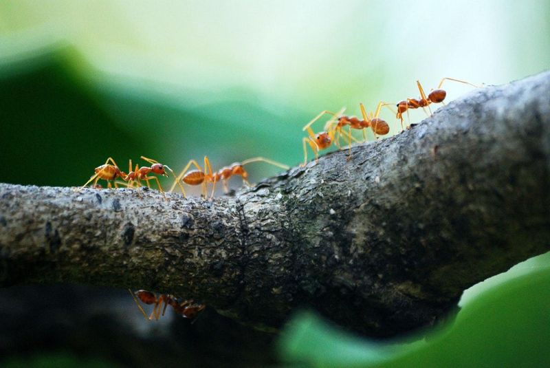 Volatile Oils Discourage Destructive Ants