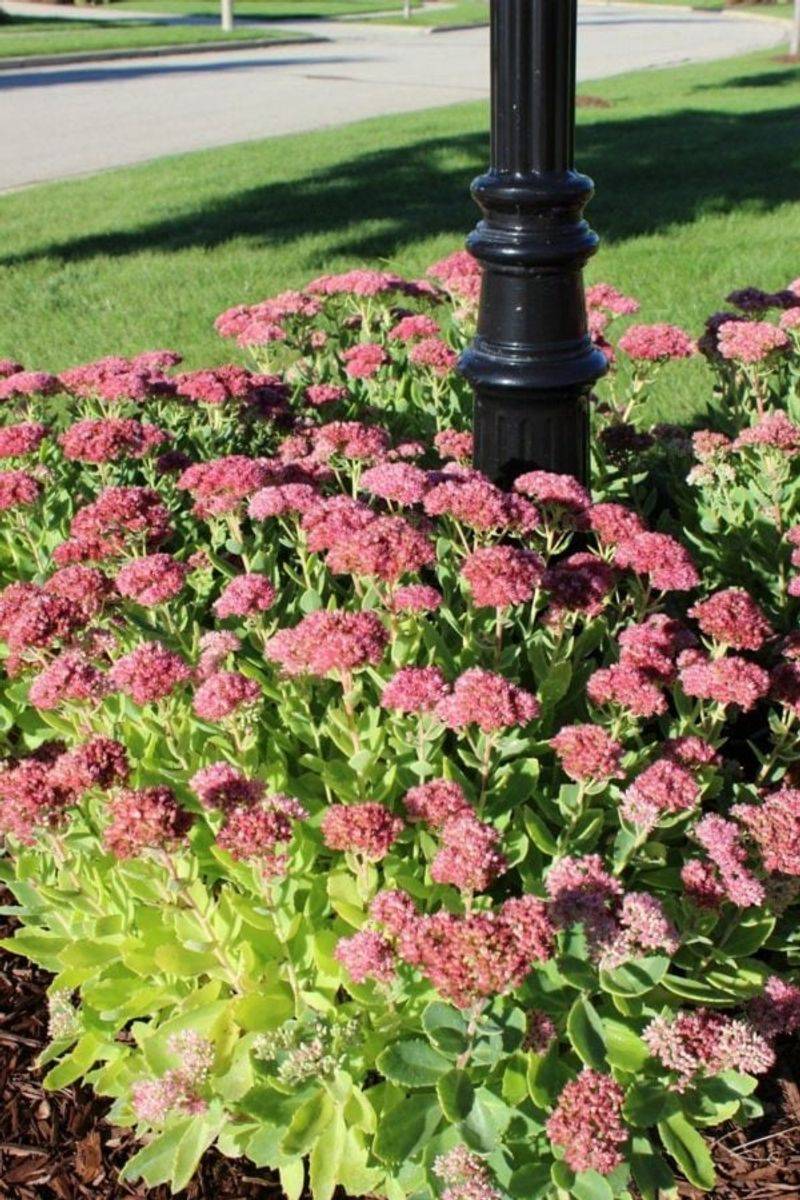 Sedum