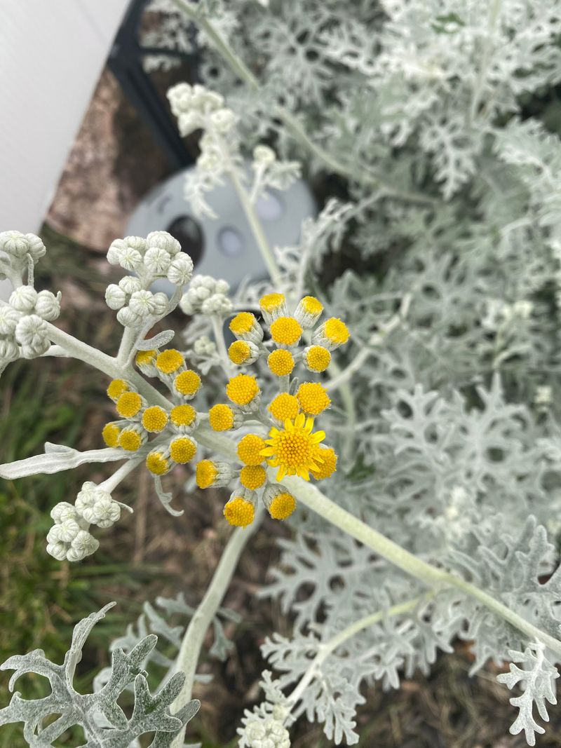Dusty Miller