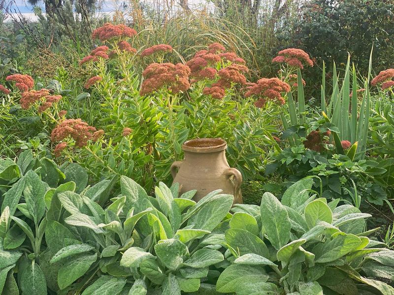 Lamb's Ear