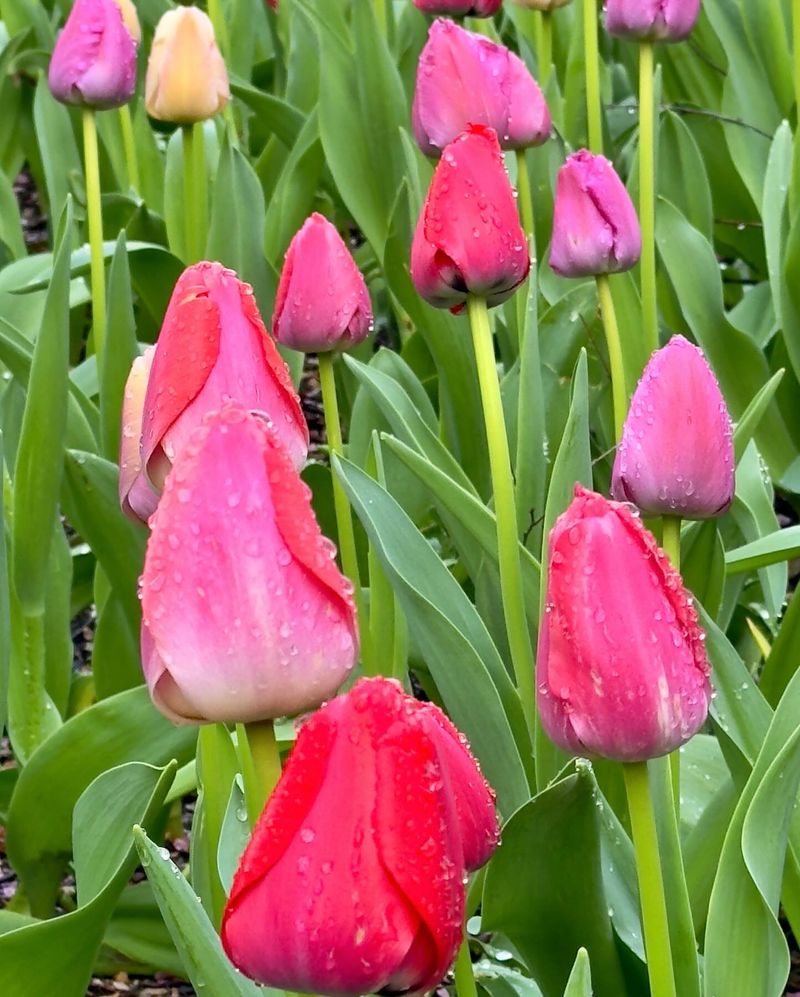 Tulips Turn To Mush