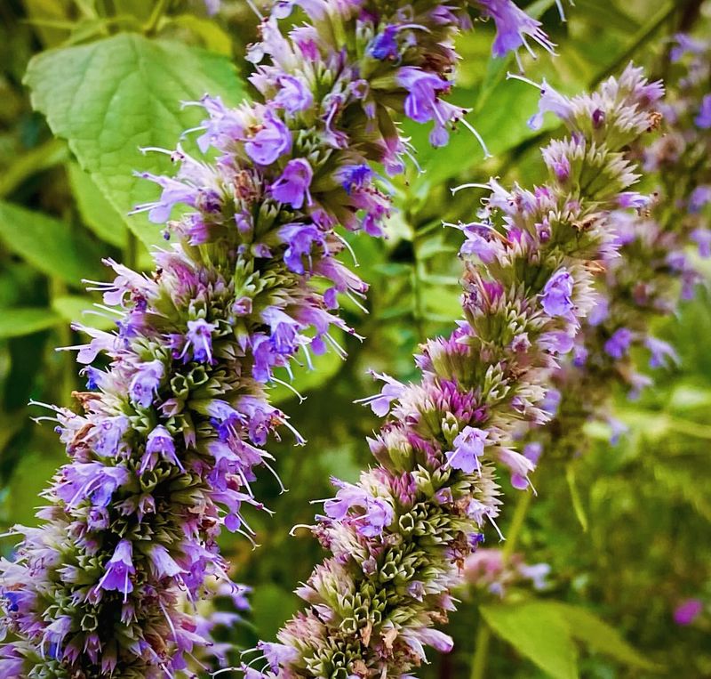Anise Hyssop: Licorice-Flavored Beauty