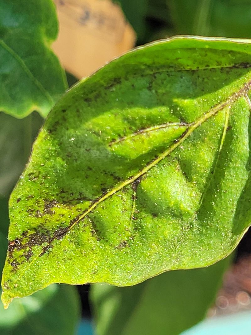 Neem Oil Spray