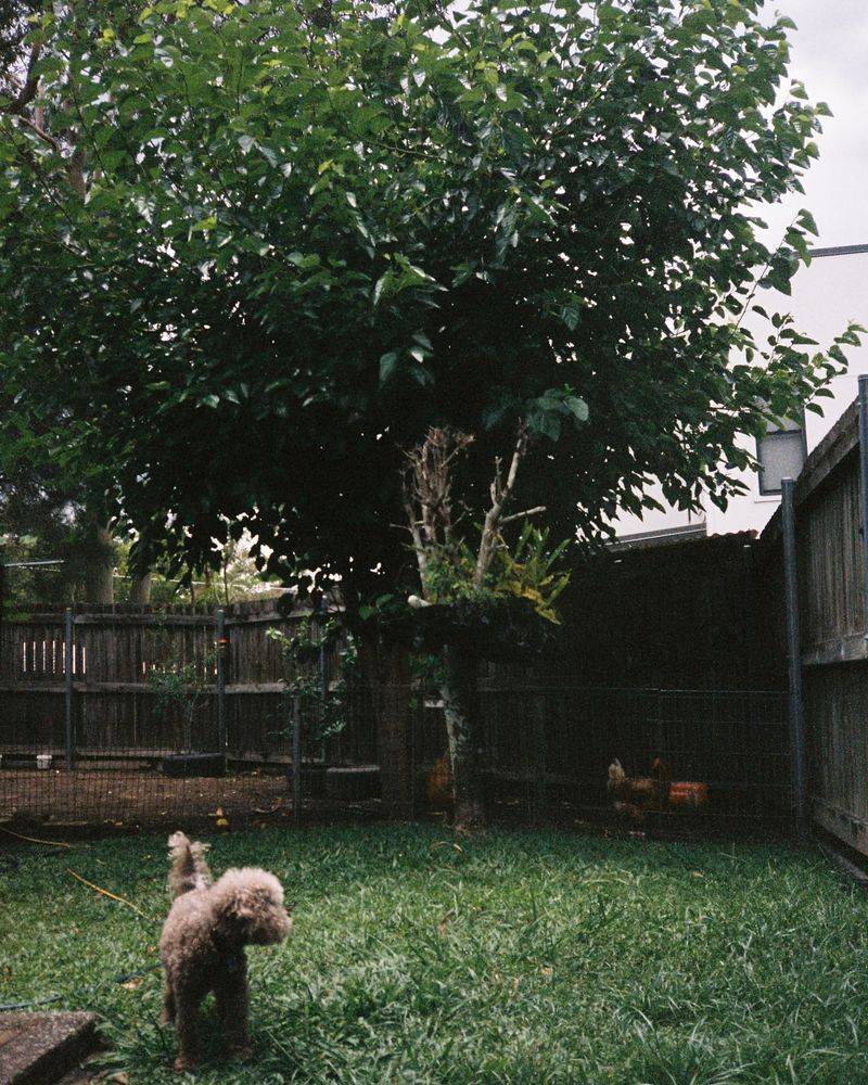 Problems With Neighboring Yards