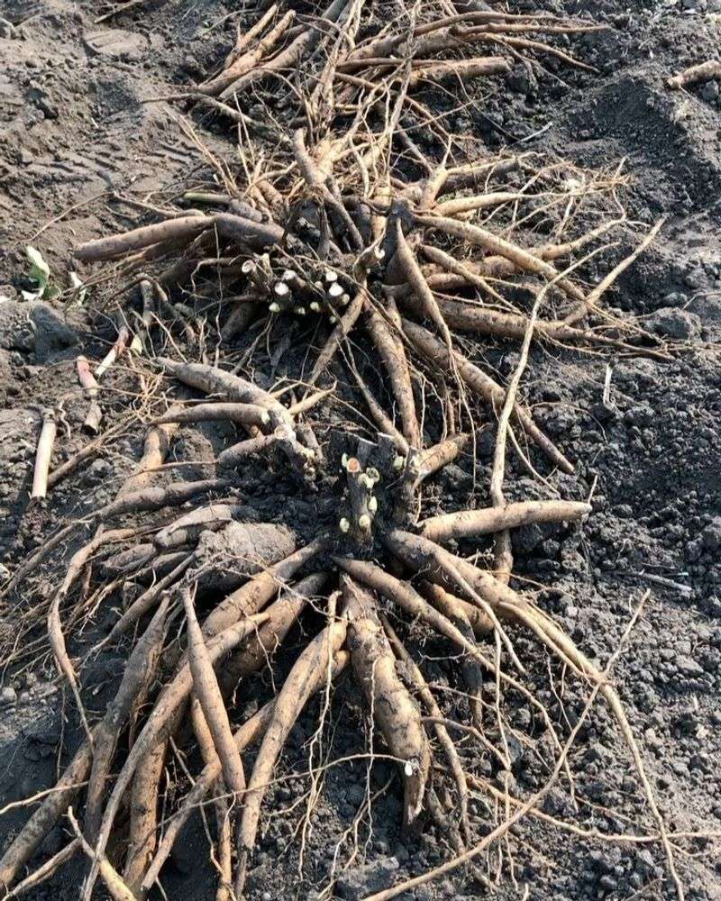 Dividing The Root Clump Into Healthy Sections