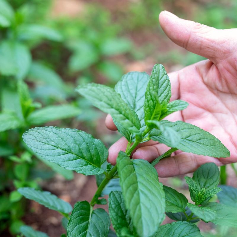 Mint: The Unstoppable Invader