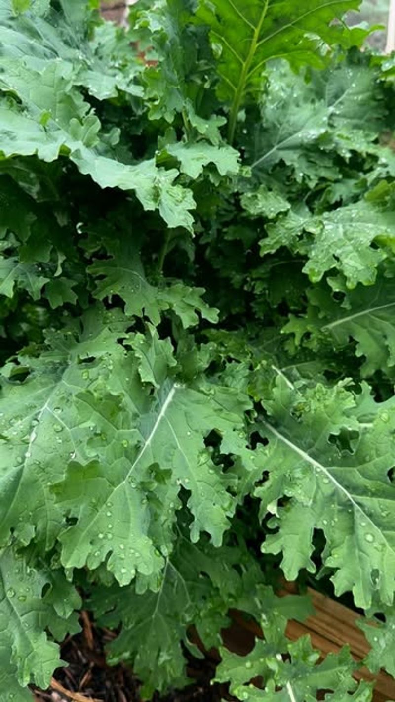 Kale