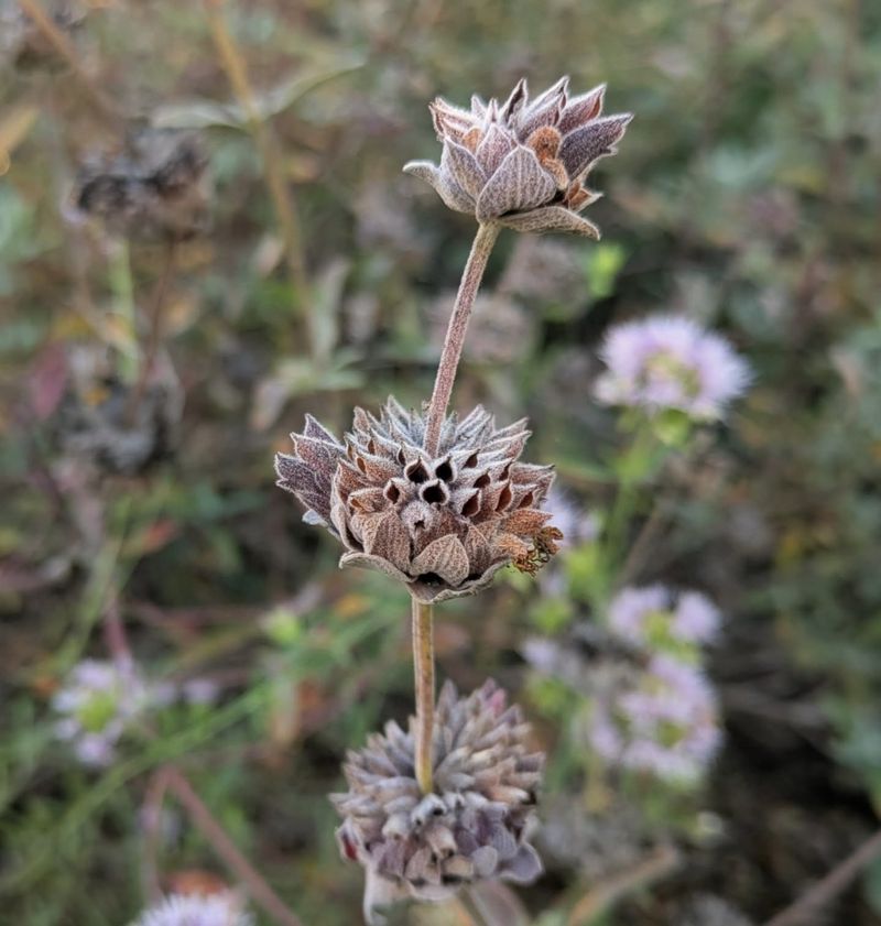 Native Plant Dormancy