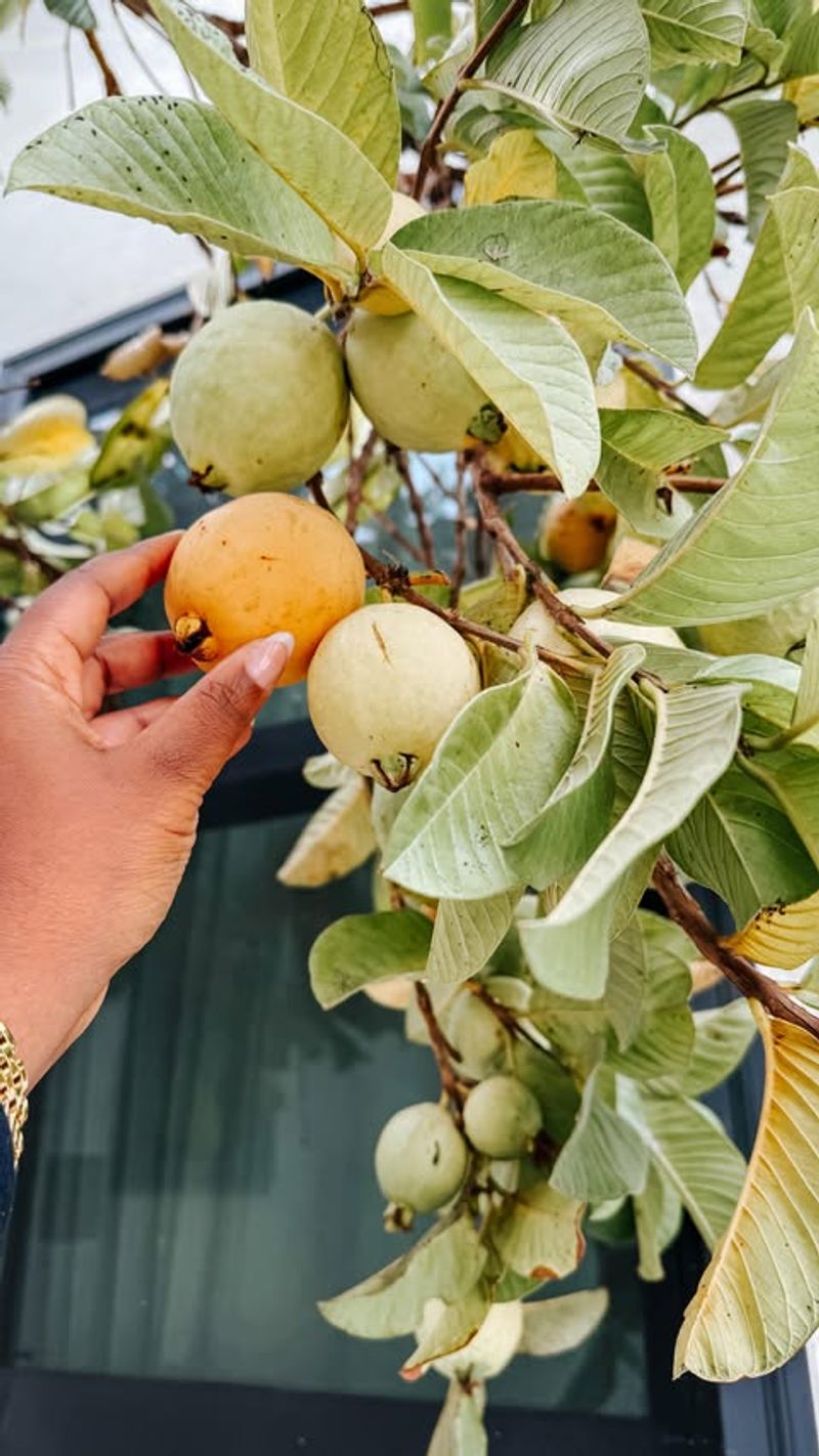 Unreliable Guava Trees