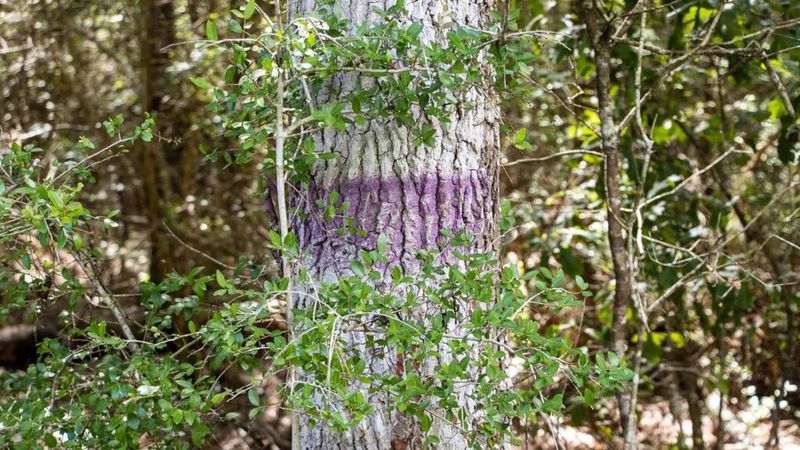 Trail System Boundaries In Natural Areas