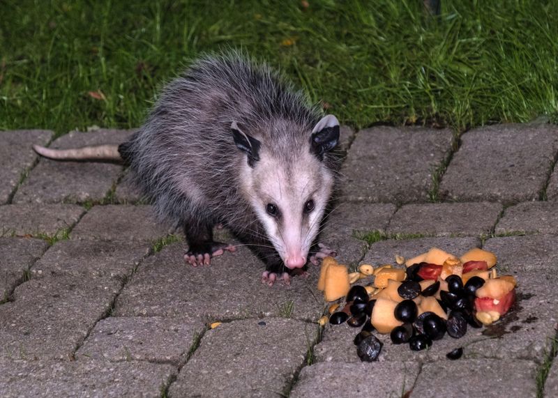 Fruit Clean-Up