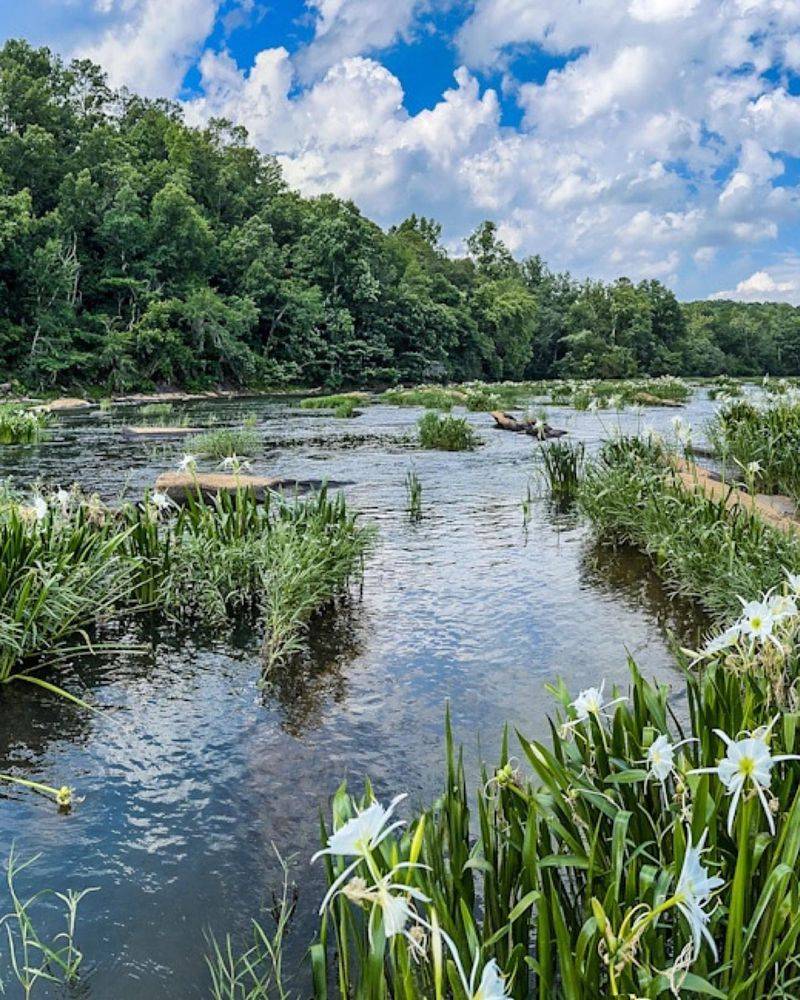 Cahaba River Lily Shoals