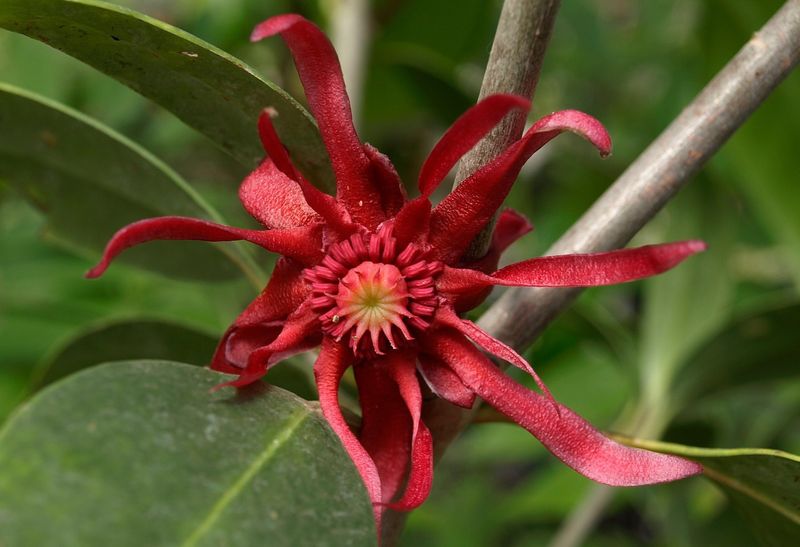 Florida Anise