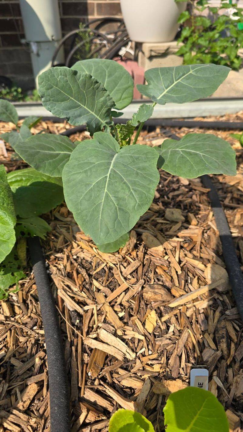 Prep Vegetable Beds For Winter