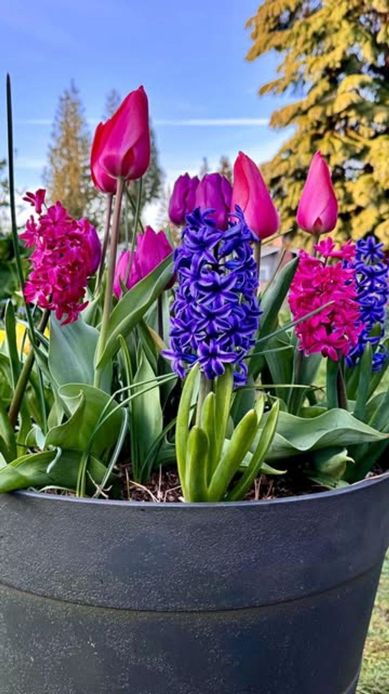 Plant Spring-Blooming Bulbs