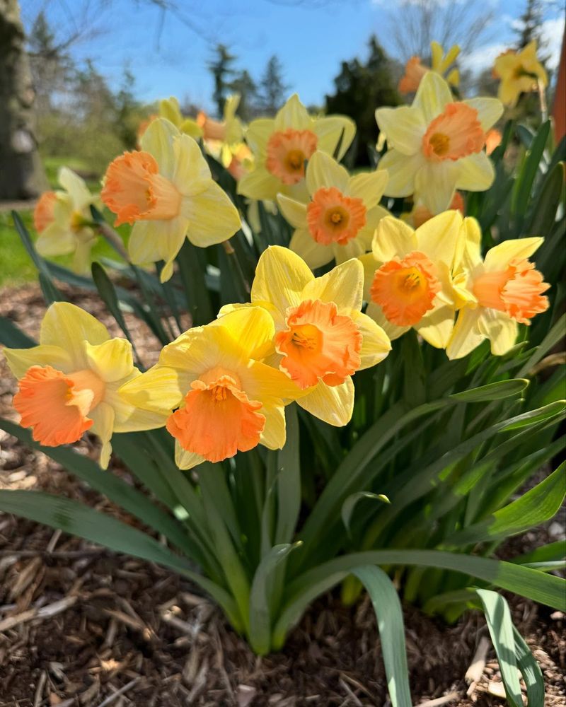 Plant Spring Bulbs