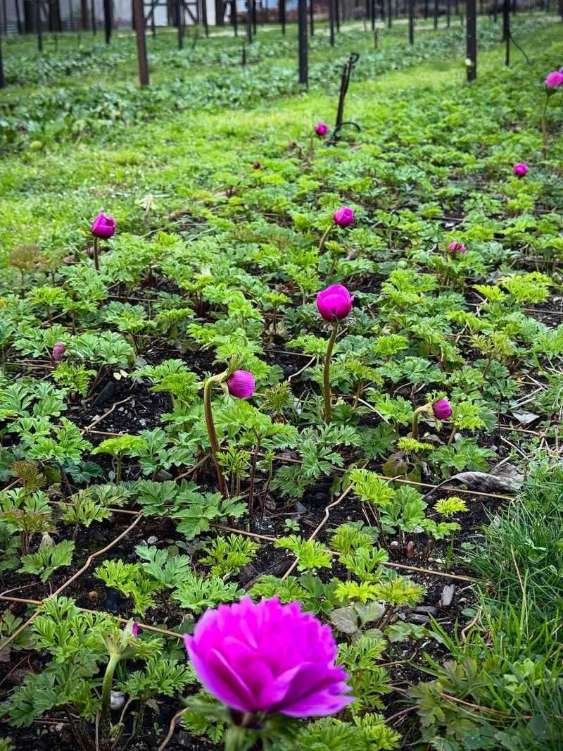 Adjust Planting Depth