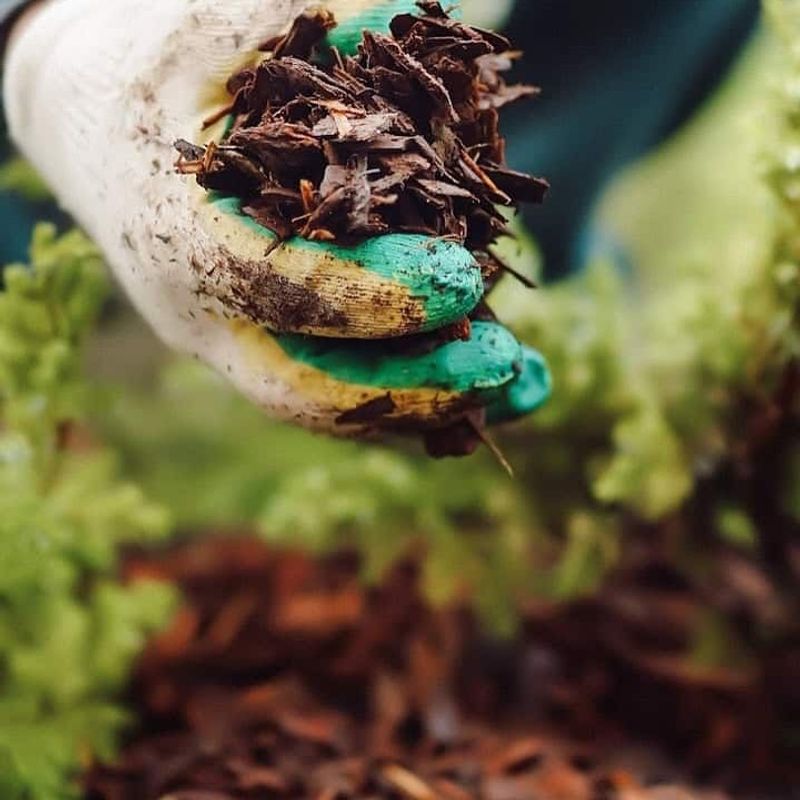 Protect Tender Plants