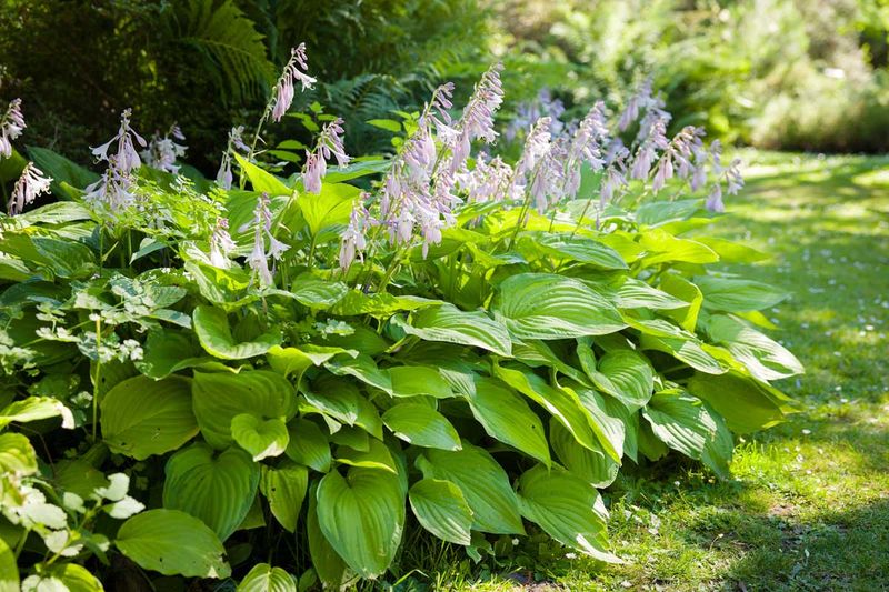 Hostas Settle Best When Moved Now