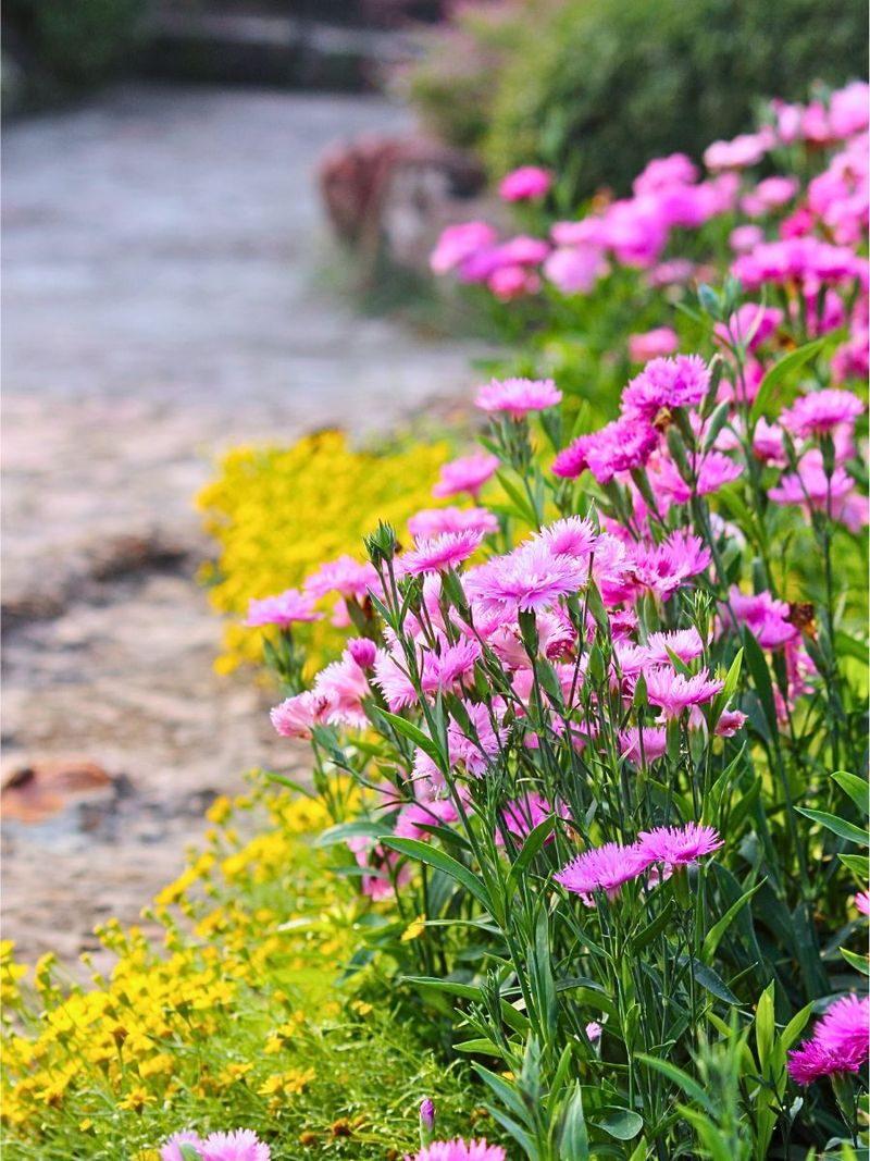 Swapping Out Summer Annuals