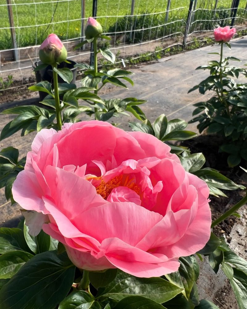 Choosing The Perfect New Planting Locations