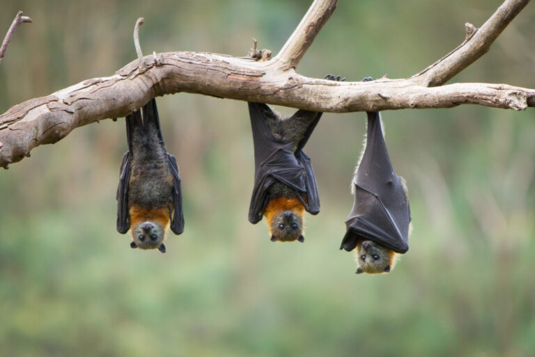bats (featured image)