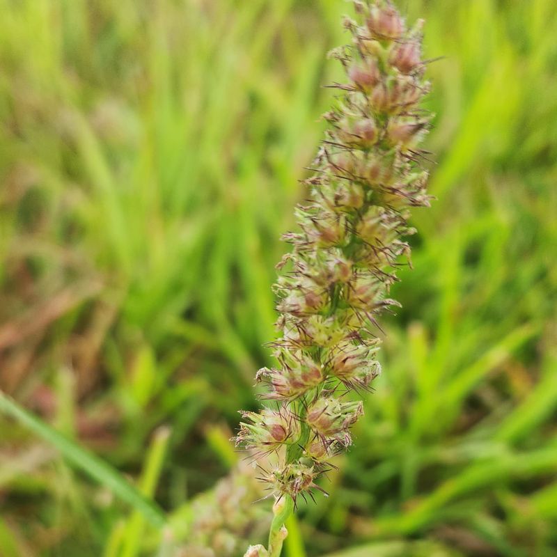 Sandbur - The Painful Surprise