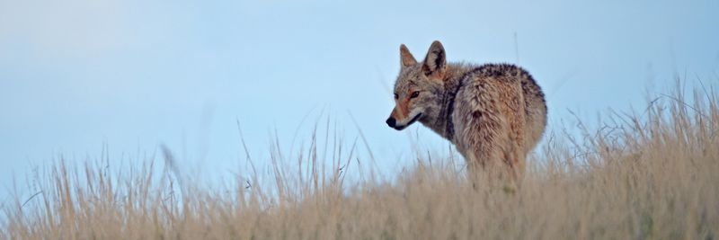 Don't Let Small Children Play Unsupervised In Coyote Areas