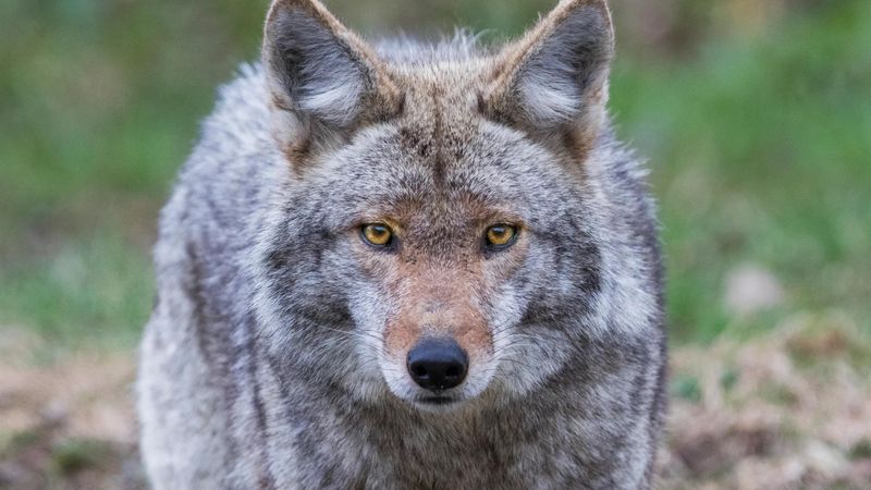 Avoid Trapping Without Professionals