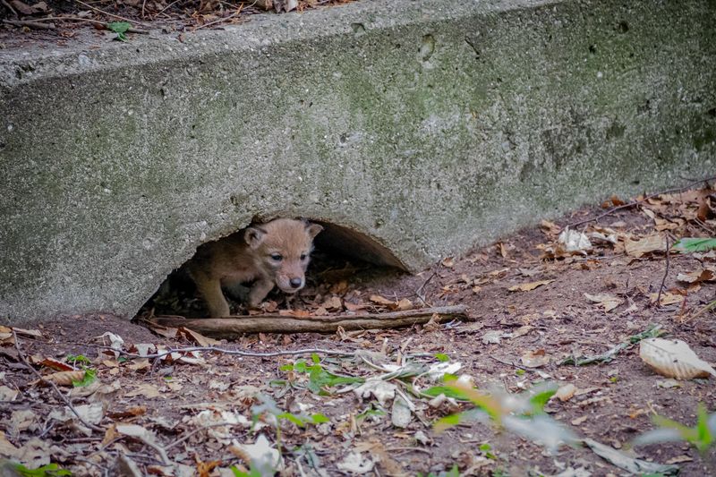 Don't Approach Coyote Dens Or Pups