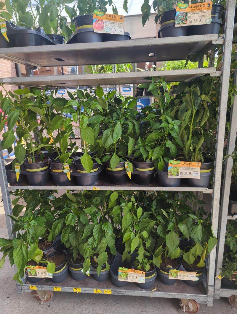 Returned To Wholesale Growers