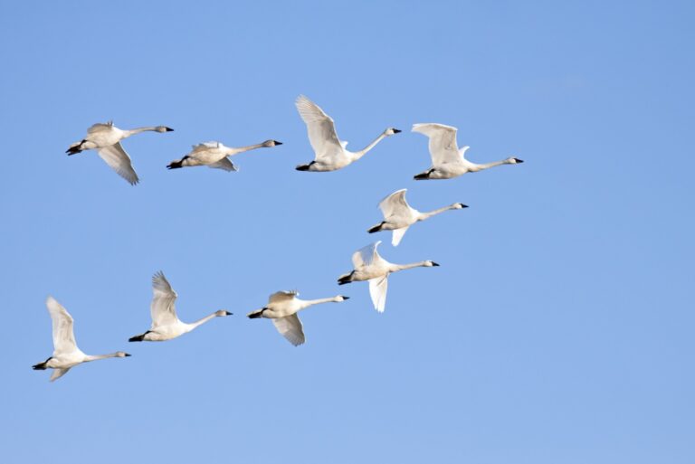 Tundra Swans flying in formation