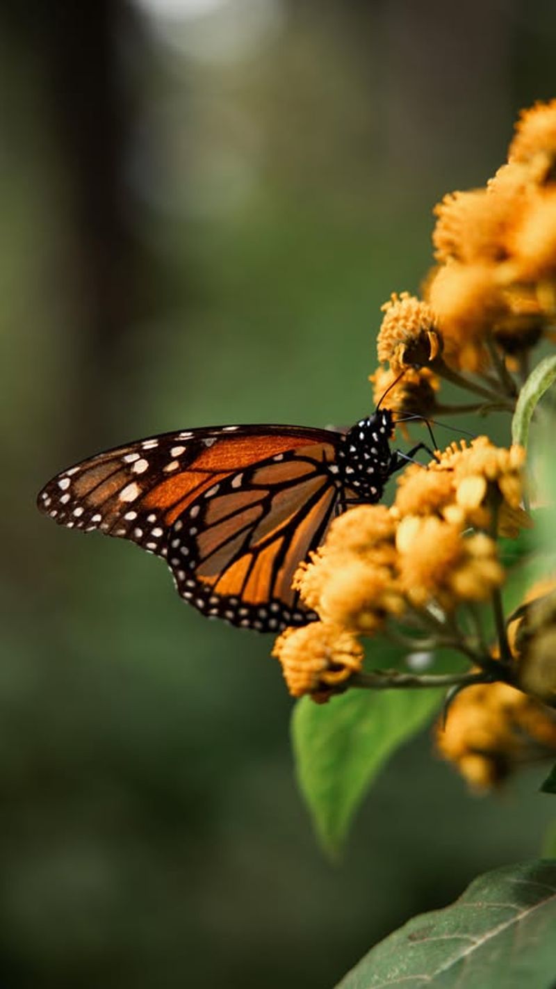 Monarch Butterfly Migration Marvels