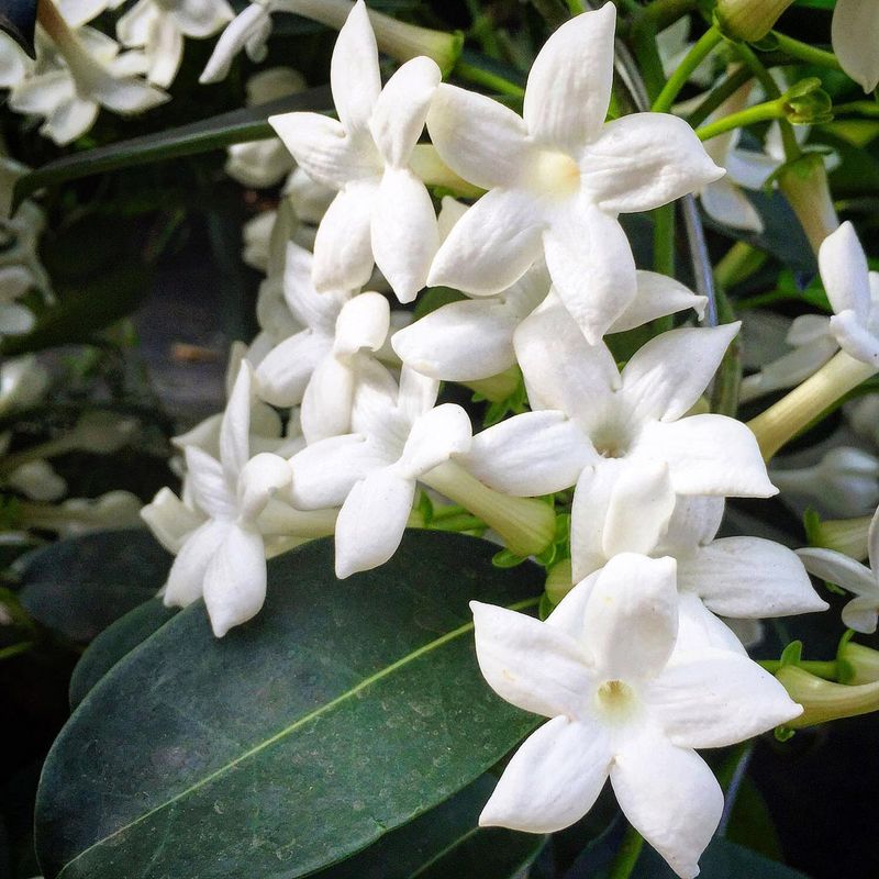 Madagascar Jasmine