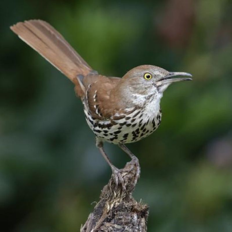 Brown Thrashers: Soil Pest Destroyers