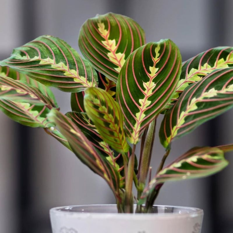 Prayer Plant
